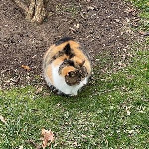 Meet your Posher, Kitty